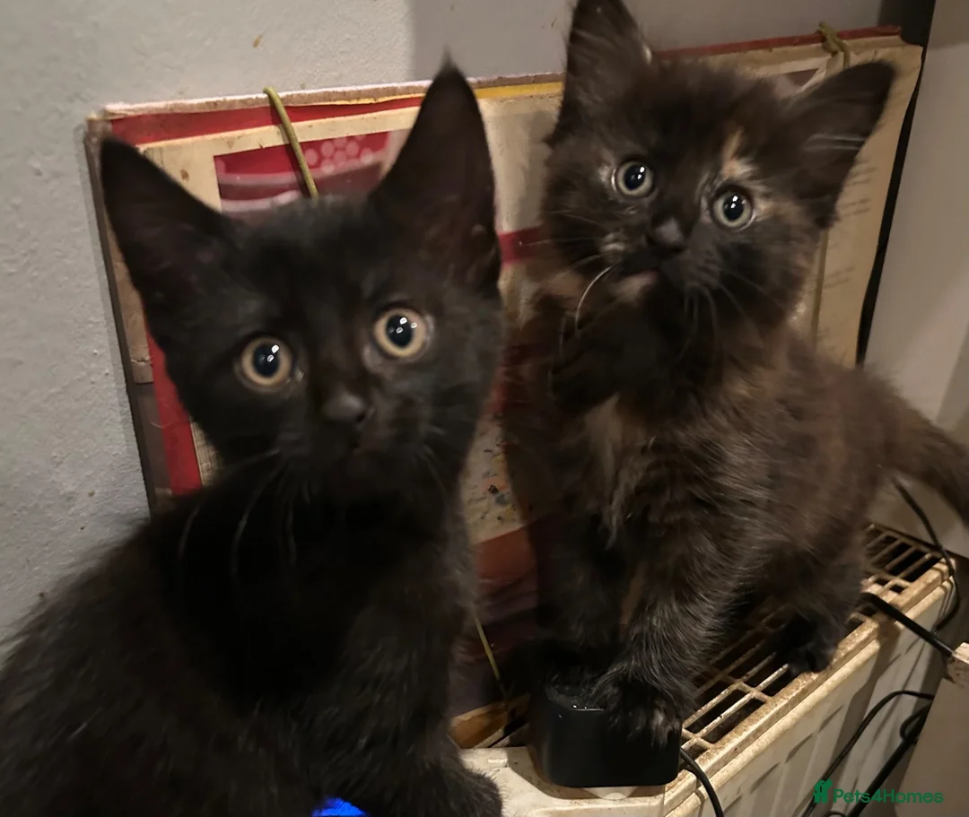 Mixed Breed cats for sale: Kittens for sale  - Advert 1