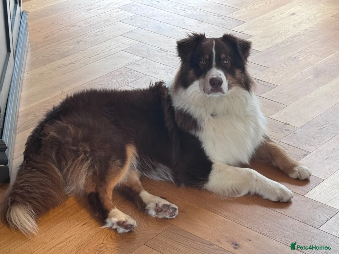 Australian Shepherd dogs for stud: Tri Red Australian Shepherd  in Bedford - Advert 1