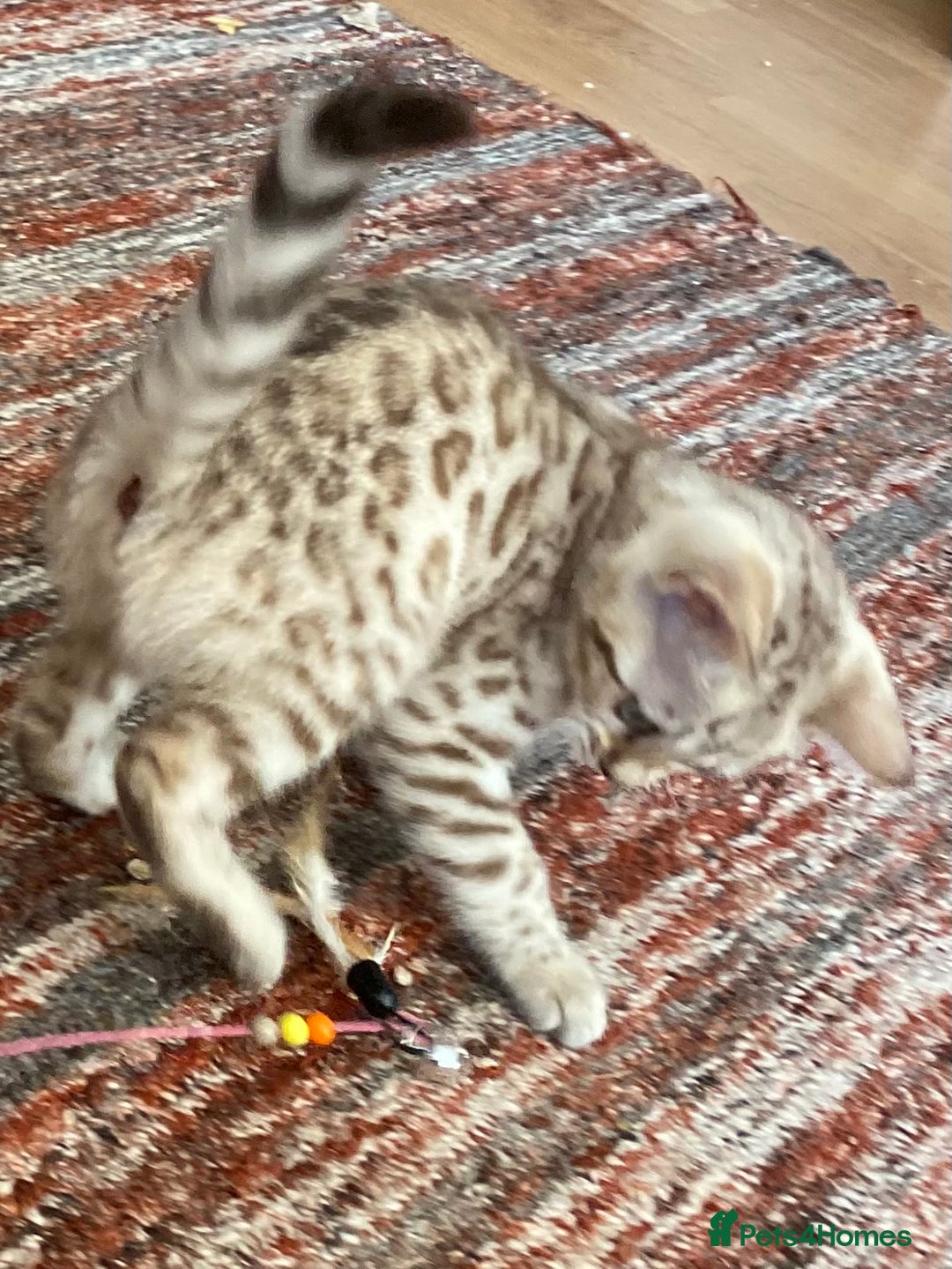 Bengal cats for sale: Bengal kittens - Image 14