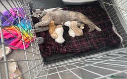 British Shorthair cats for sale: Stunning British shorthair kittens  - Image 15