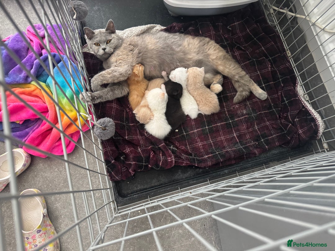 British Shorthair cats for sale: Stunning British shorthair kittens  - Image 15