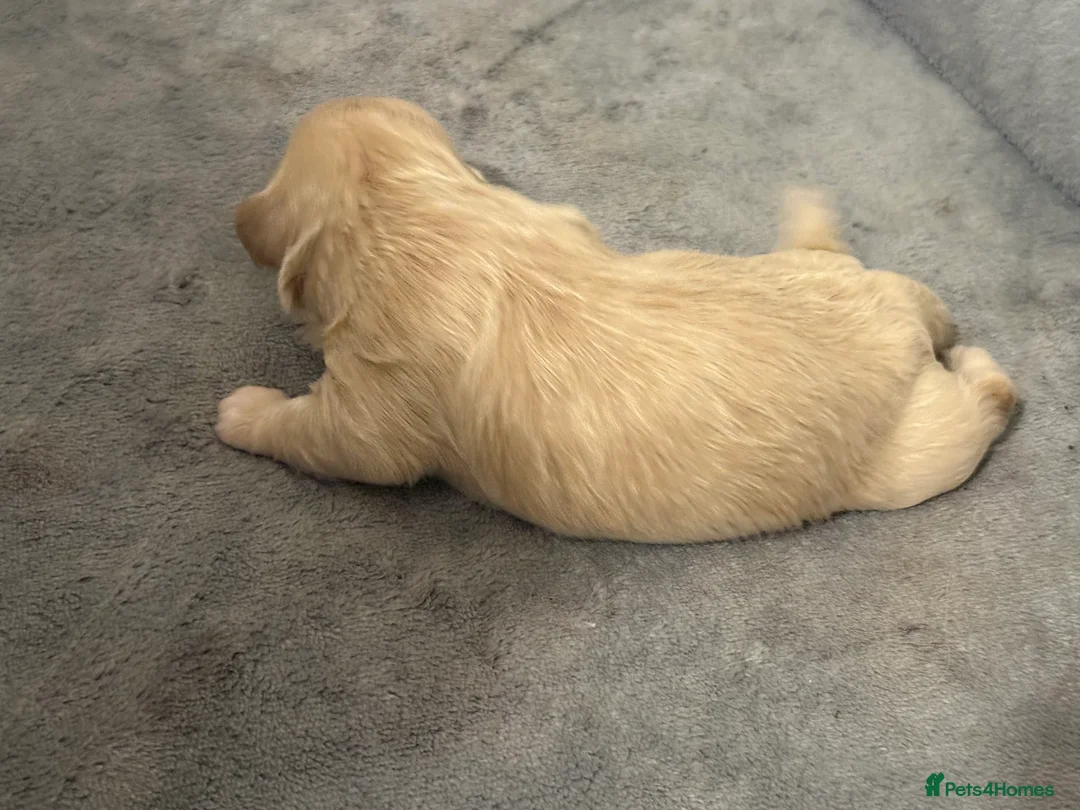 Shihpoo dogs for sale: 3x Shihpoo Male Puppies for sale - Advert 23