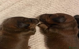 Miniature Dachshund dogs for stud: Miniature long hair(crufts qualified for life) in Bridge of Weir - Image 17