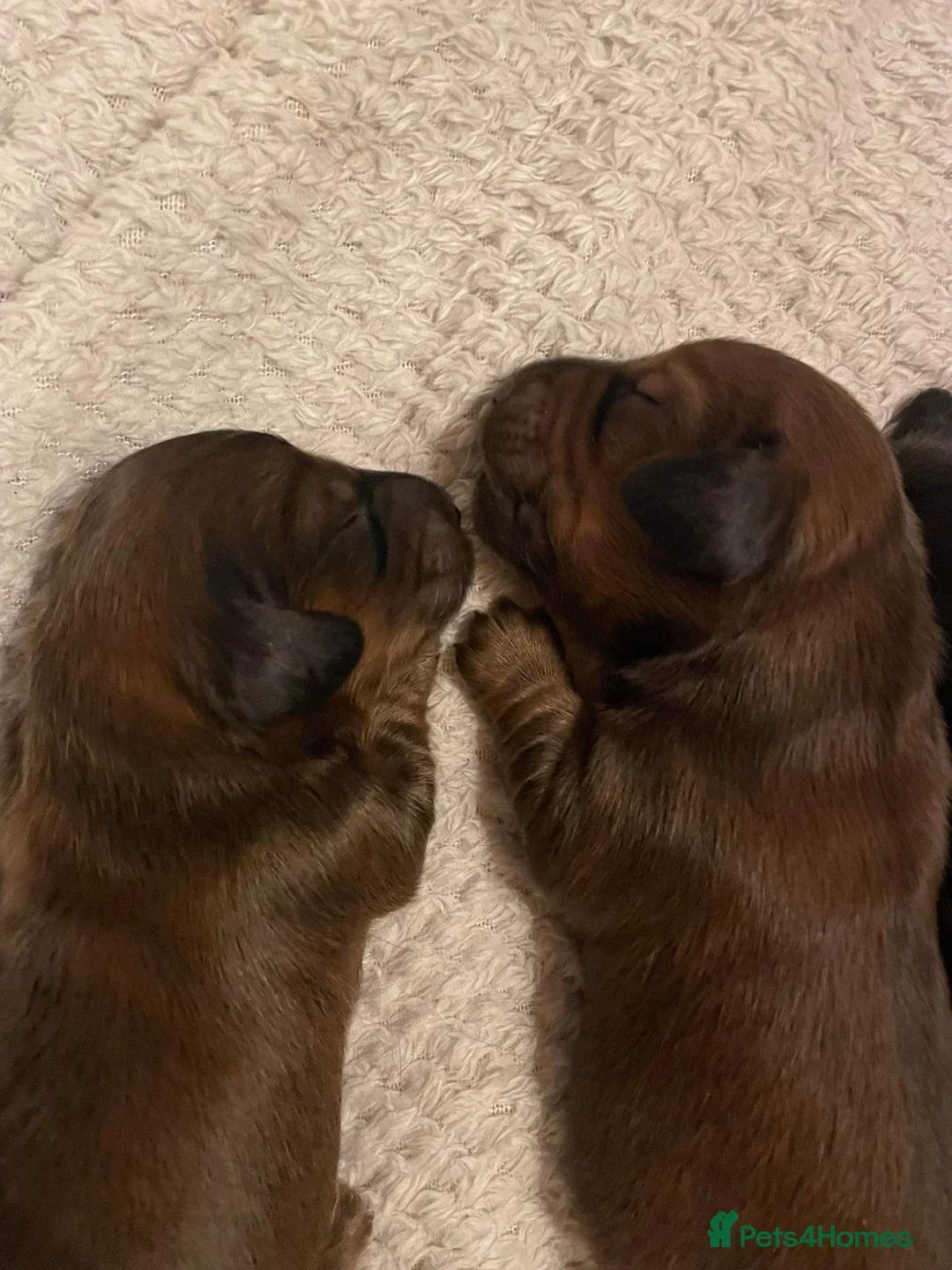 Miniature Dachshund dogs for stud: Miniature long hair(crufts qualified for life) in Bridge of Weir - Advert 17