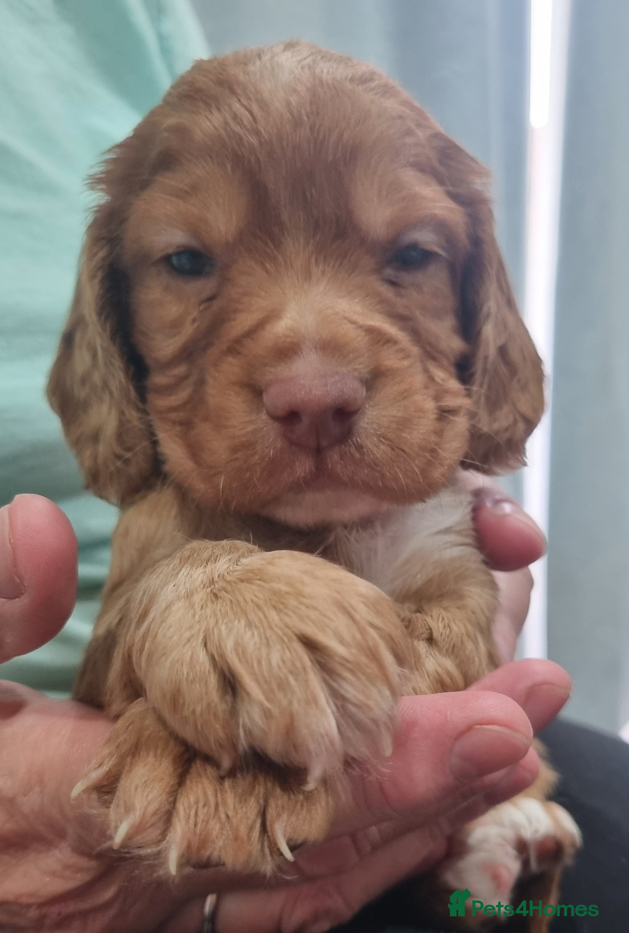 Cocker Spaniel dogs Adorable cocker spaniel puppies - Advert 2