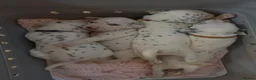 Dalmatian dogs for sale: Eagerly Awaited Litter Now Here 💫 - Advert 8