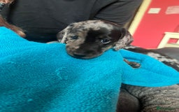 Miniature Dachshund dogs for sale: 4 male miniature Dachshund puppies for sale  - Image 9