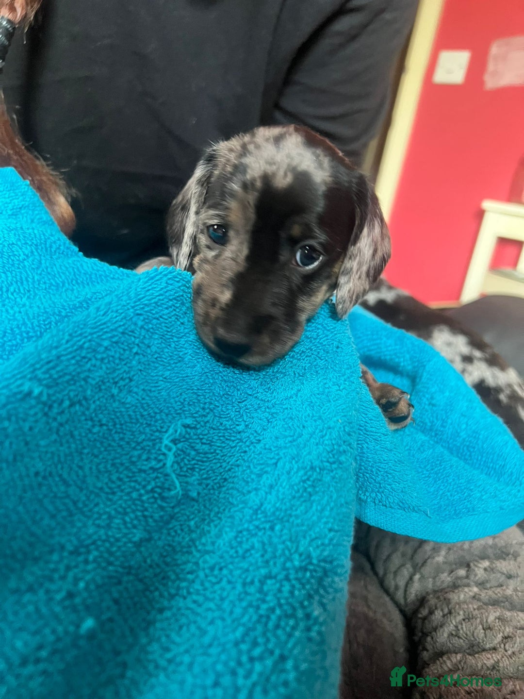 Miniature Dachshund dogs for sale: 4 male miniature Dachshund puppies for sale  - Image 9