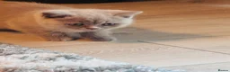 British Shorthair cats for sale: Beautiful Active British Shorthair Kittens 🐾 in Hyde - Advert 6