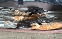 Mixed Breed cats for sale: 5 Beautiful Kittens - Image 2