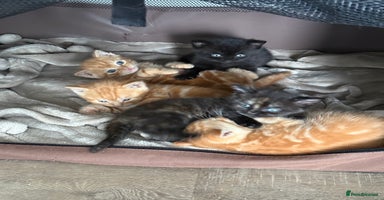 Mixed Breed cats - Advert 6