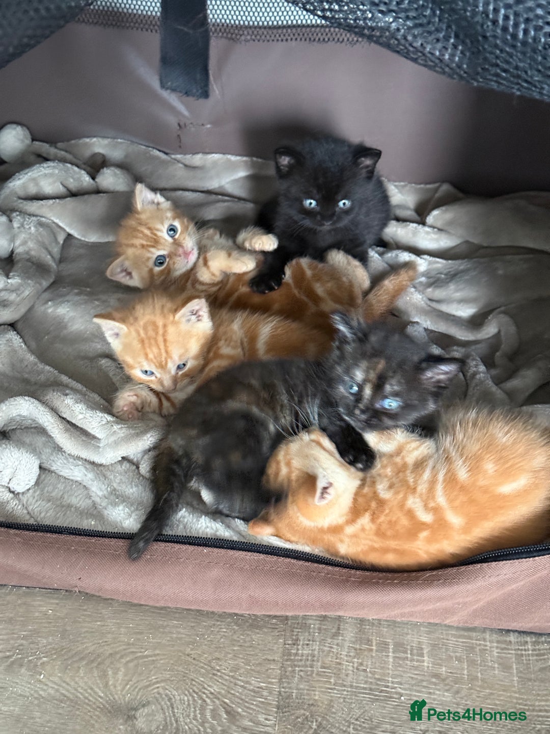 Mixed Breed cats for sale: 5 Beautiful Kittens - Image 2