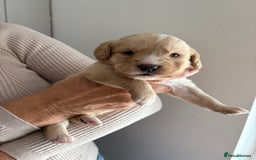 Labradoodle dogs for sale: Miniature Labradoodle Pups - Image 7