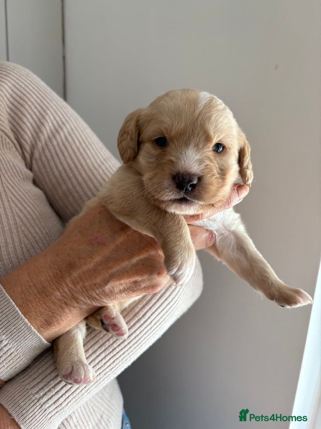Labradoodle dogs for sale: Miniature Labradoodle Pups - Image 7