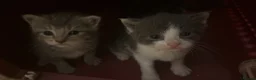Russian Blue cats for sale: Russian Blue - Advert 6