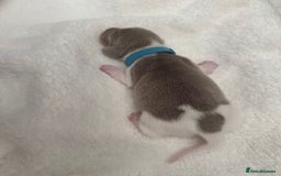 Miniature Dachshund dogs for sale: Miniature Dachshund Puppies - Image 11
