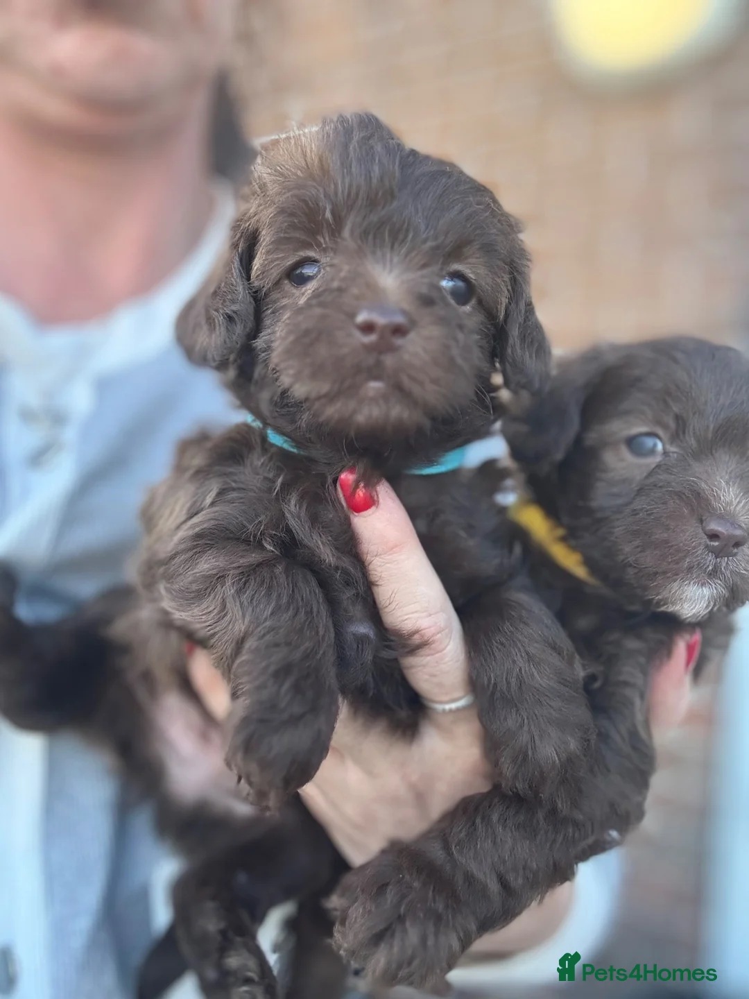 Maltipoo dogs for sale: Outstanding toy malti-poo - Advert 2