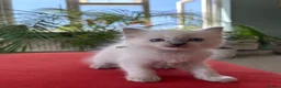 Ragdoll cats for sale: Rare Lilac Grand Champion Excellent Pedigree  - Advert 26