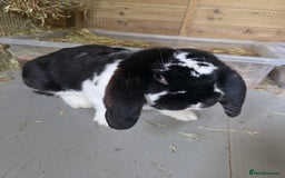 British Giant rabbits for sale: 2 Giant French Lops Male - Image 2