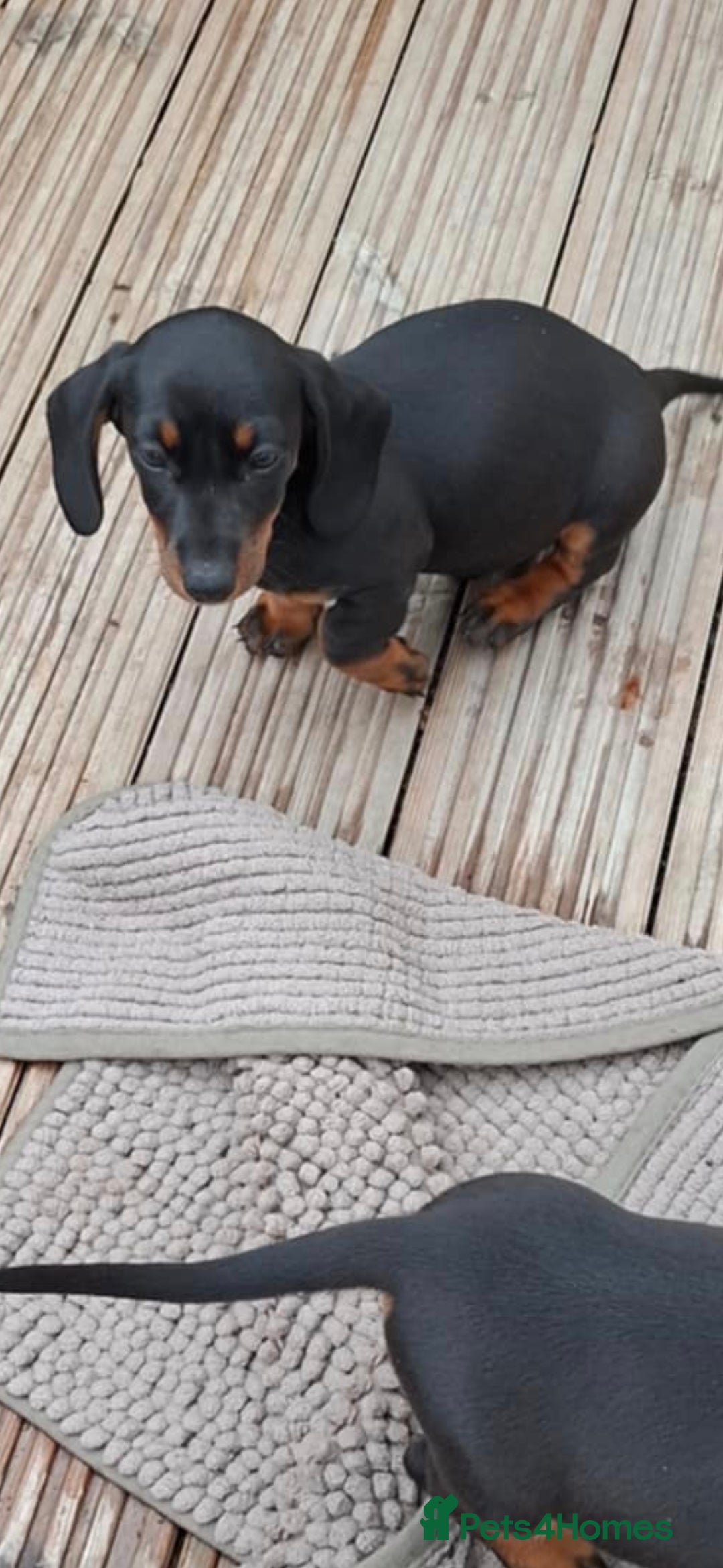 Dachshund dogs for sale: A lovely litter of Dachshund pups  - Image 7