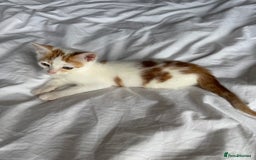 Mixed Breed cats for sale: Male female calico tortoiseshell grey kittens in Enfield - Image 5