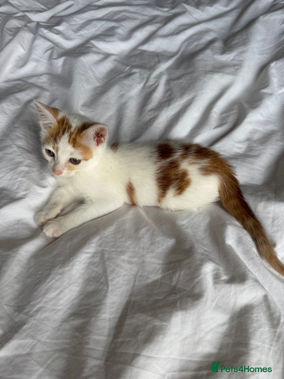 Mixed Breed cats for sale: Male female calico tortoiseshell grey kittens in Enfield - Image 5