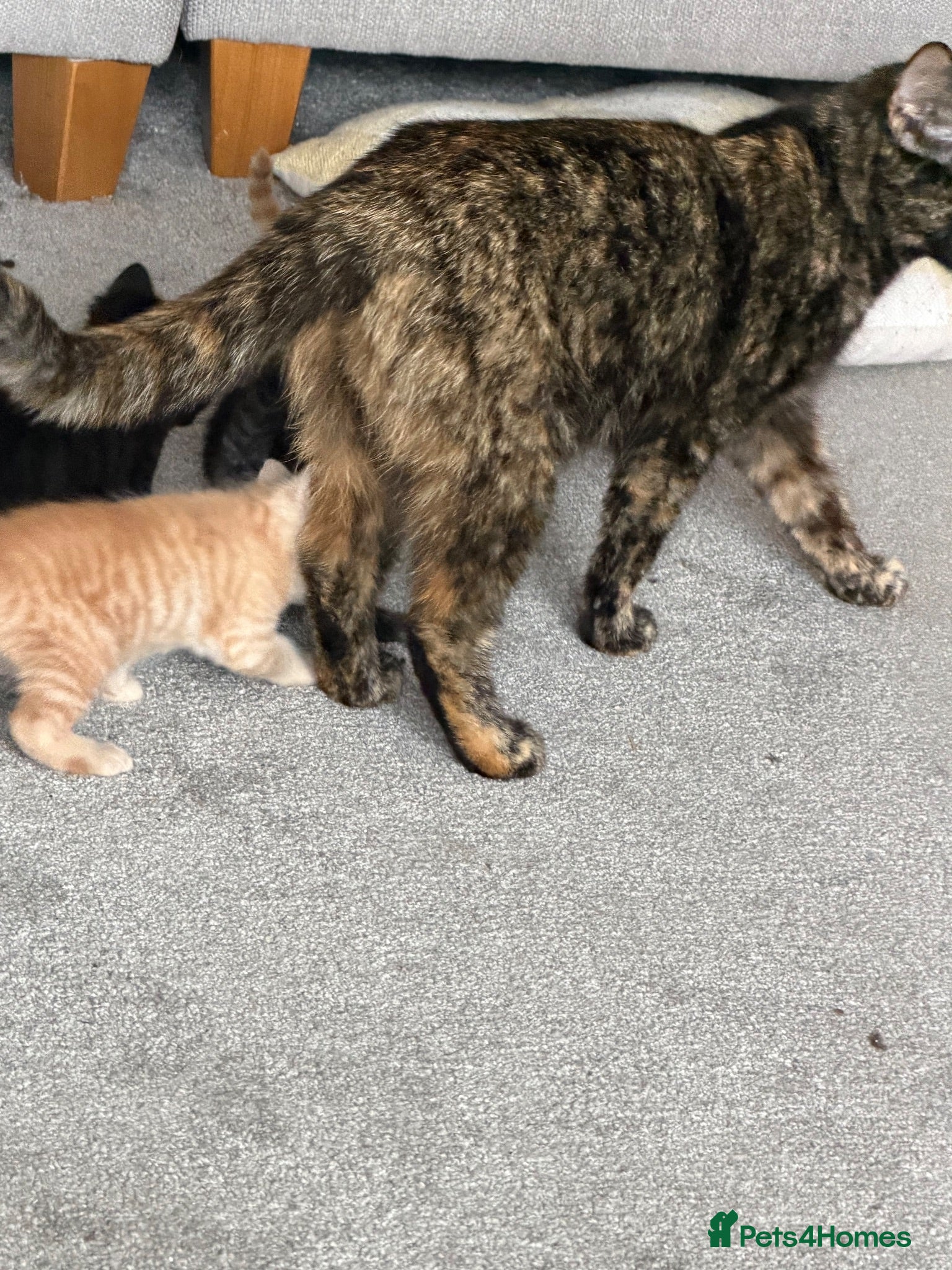 Mixed Breed cats Kittens for sale - Advert 2