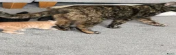 Mixed Breed cats for sale: Kittens for sale - Advert 1
