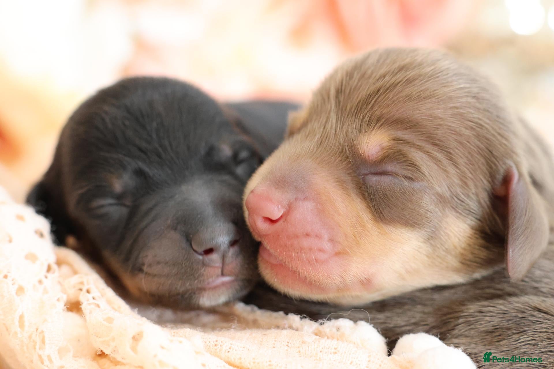 Miniature Dachshund dogs KC Registered Miniature Dachshund Puppies - Advert 1