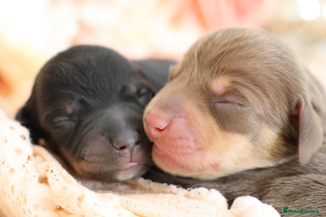 Miniature Dachshund dogs for sale: KC Registered Miniature Dachshund Puppies - Advert 1
