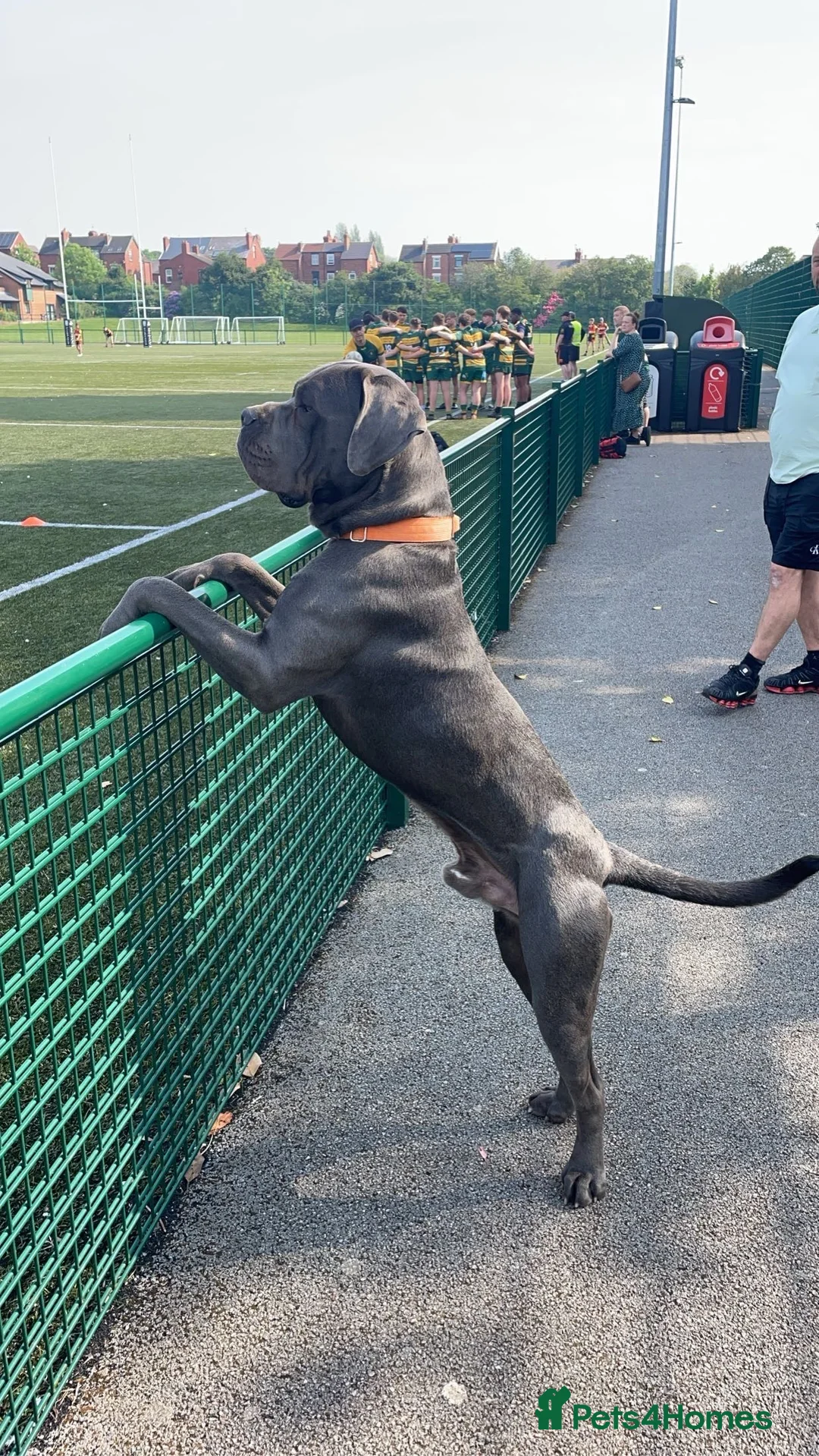Cane Corso dogs for stud: Proven cane corso for stud  in Warrington - Advert 3