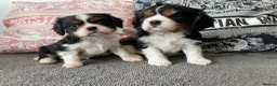 Cavalier King Charles Spaniel dogs for sale: Chocolate carrying Cavalire King Charles spaniels  - Advert 25