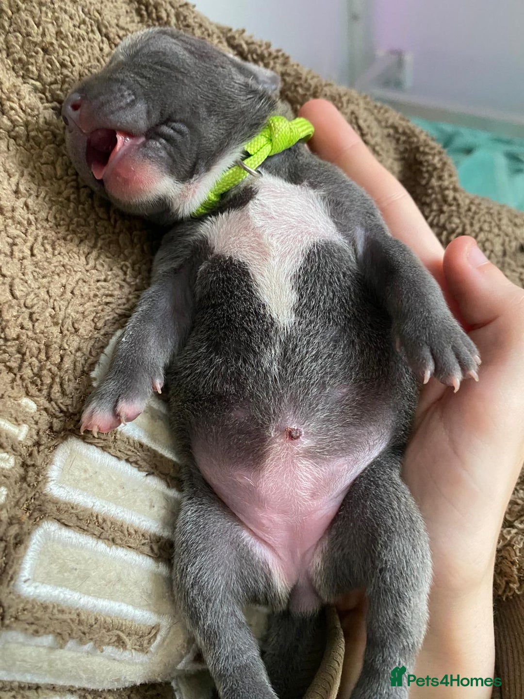 Staffordshire Bull Terrier dogs for sale: For Sale Blue Staffies/ Blue Staffordshire  - Image 16