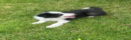 Border Collie dogs for sale: Stunning border collie pups  - Advert 5