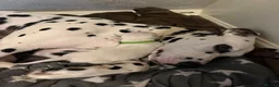 Dalmatian dogs for sale: Beautiful KC reg Dalmatian pups - Advert 17