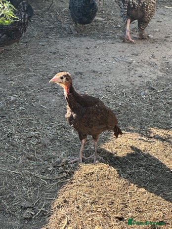 Turkeys poultry for sale in Wimborne - Advert 4