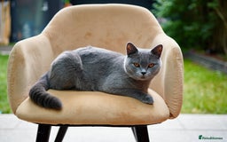 British Shorthair cats for sale: British Shorthair kittens  - Image 3