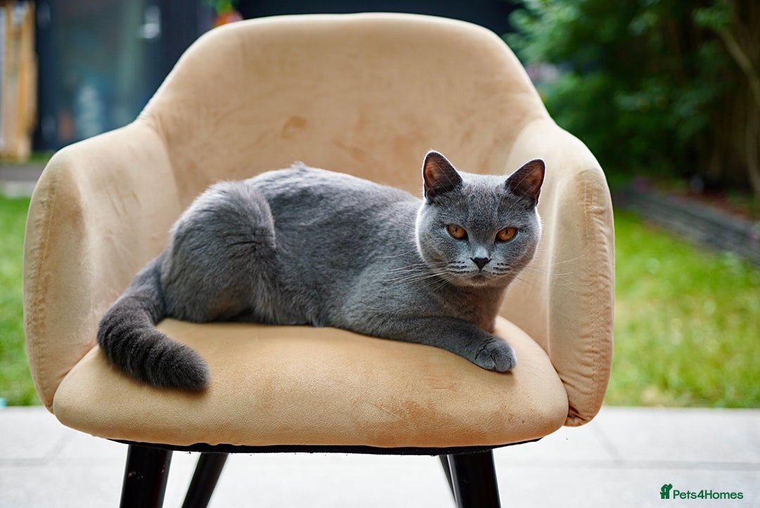 British Shorthair cats for sale: British Shorthair kittens  - Image 3