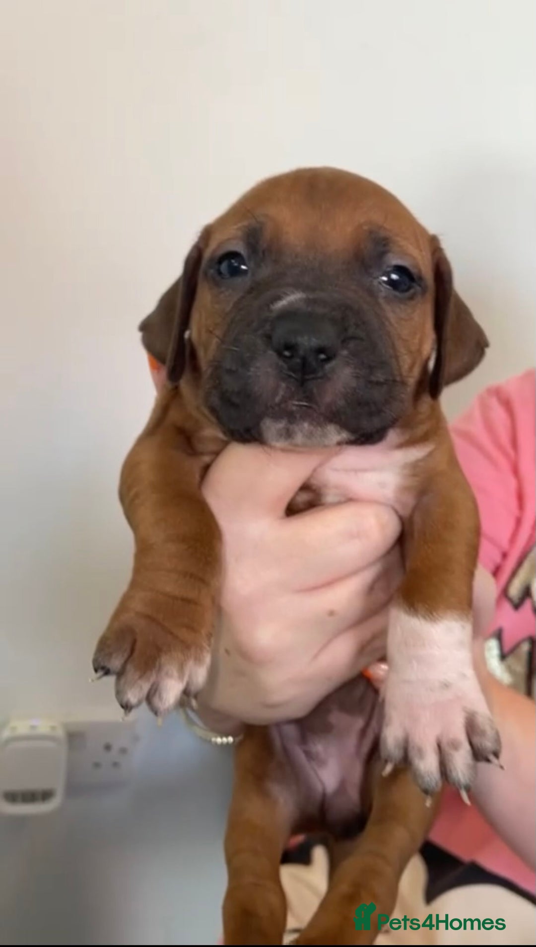 Staffordshire Bull Terrier dogs for sale: Amazing Red Staffordshire bullterrier puppies - Image 18