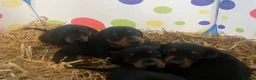 Miniature Dachshund dogs for sale: 4 black & tan miniature dachshund puppies. - Advert 24