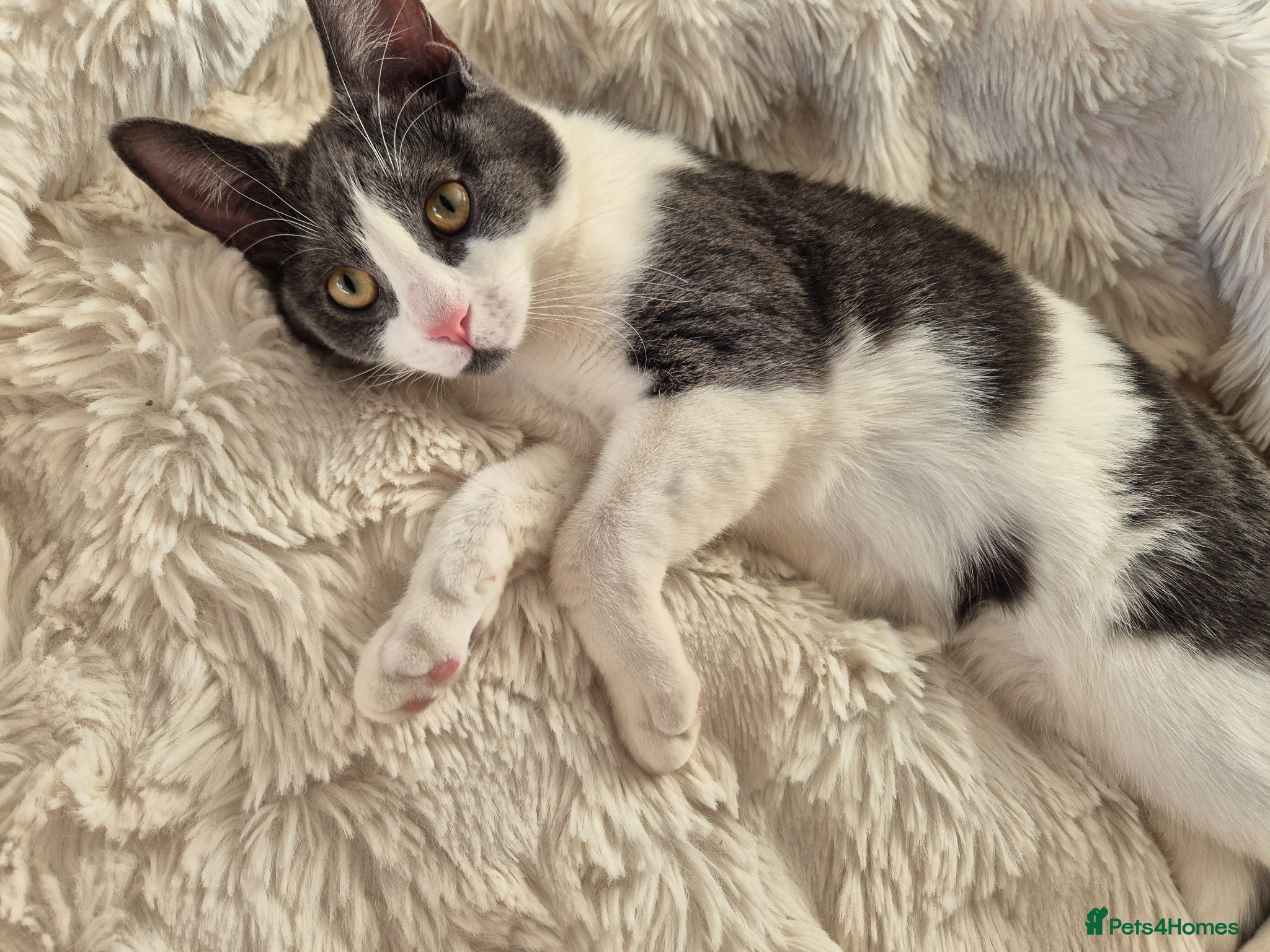 Mixed Breed cats Gorgeous kittens unique markings - Advert 1