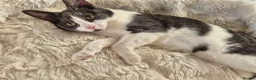 Mixed Breed cats for sale: Gorgeous kittens unique markings - Advert 1
