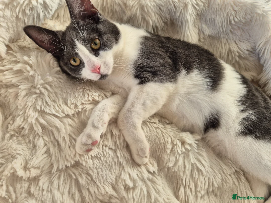 Mixed Breed cats for sale: Gorgeous kittens unique markings - Advert 1