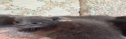 Ragdoll cats for sale: RAGDOLL X SHORTHAIR KITTENS  - Advert 19