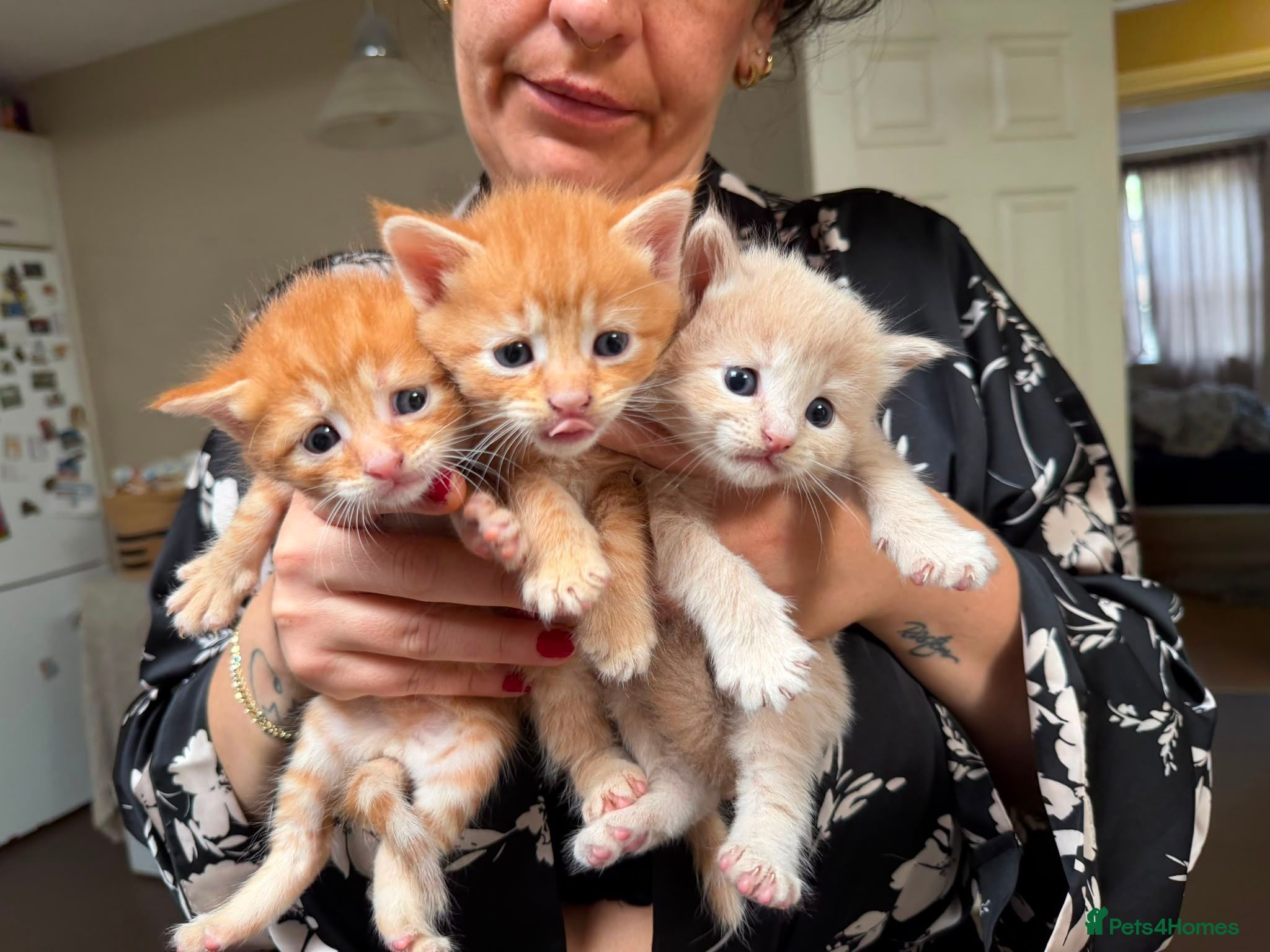 Maine Coon cats 6 BEAUTIFUL&UNIQUE MAINE COON×SELKIRK REX KITTENS - Advert 1