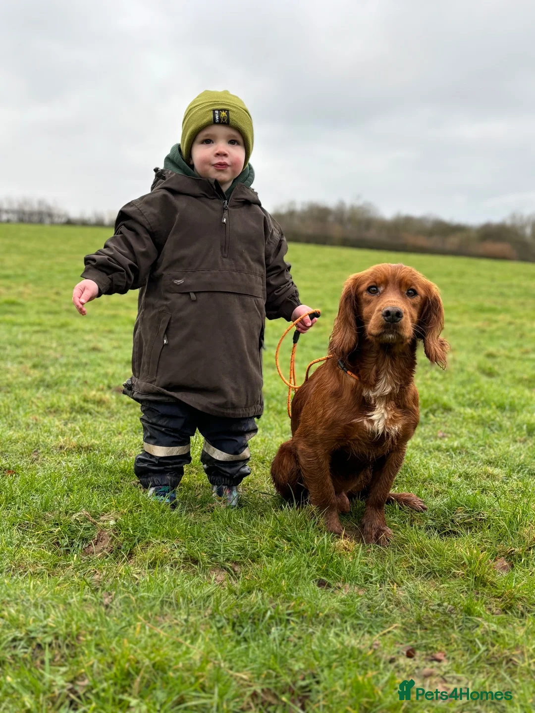 Cocker Spaniel dogs for stud: Fully health tested KCdark red working cocker stud - Advert 2