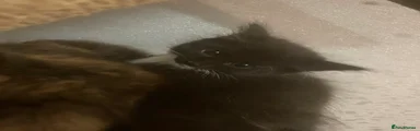 British Longhair Kitten 6