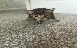 Bengal cats for sale: Bengal mixed kittens  - Image 1