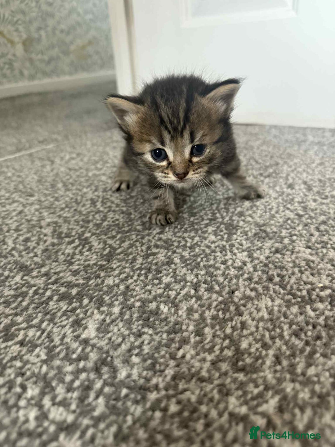 Bengal cats for sale: Bengal mixed kittens  - Image 1