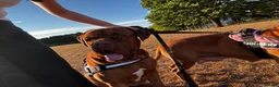 Dogue De Bordeaux dogs for sale: Dogue de Bordeaux 🐶 last 4 remaining 💙💙🩷🩷 - Advert 27